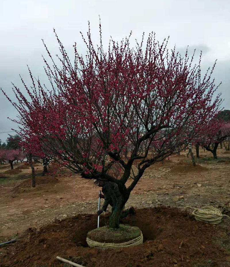 浙江长兴30-40公分红梅树种植基地
